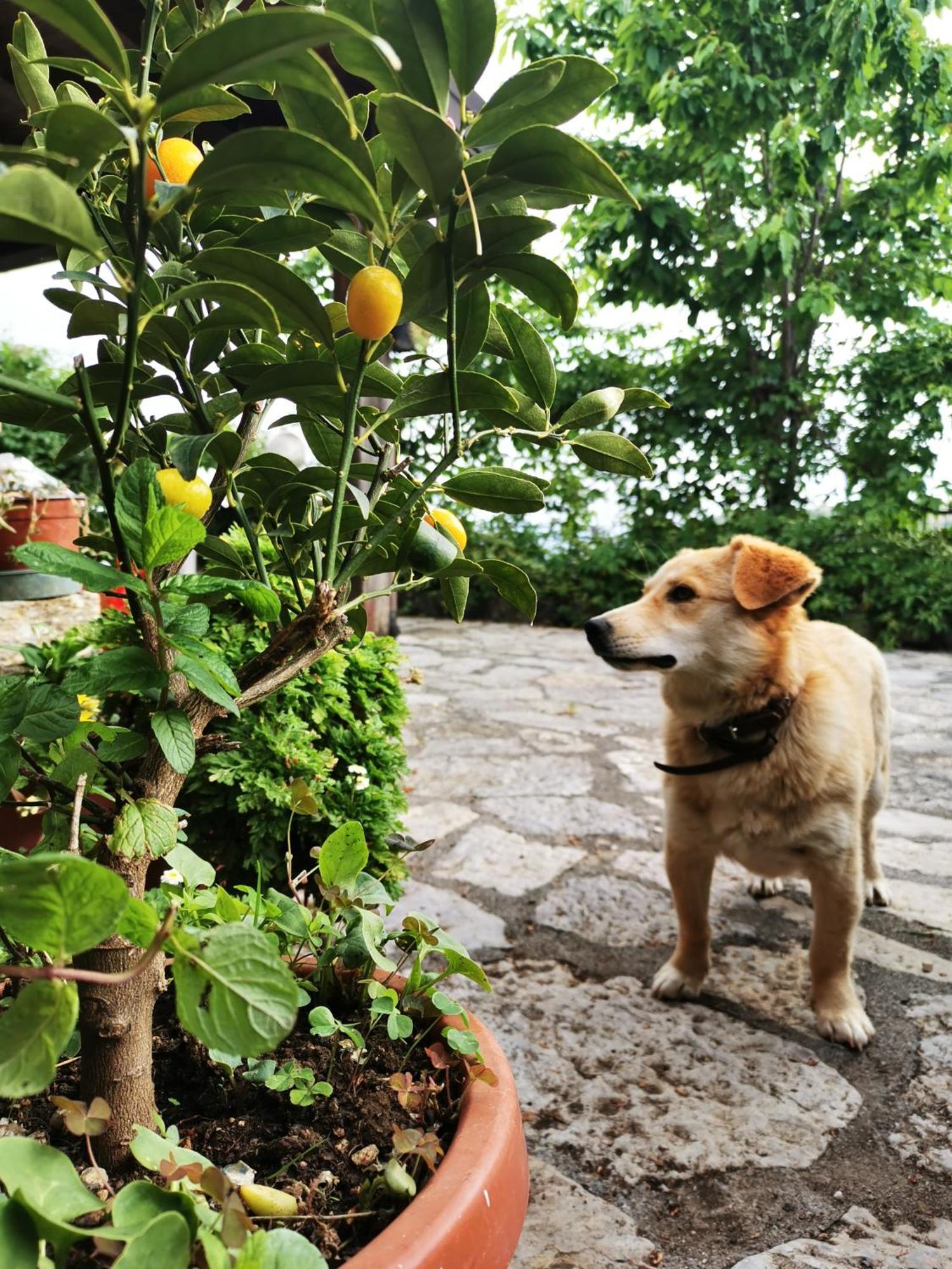 Agriturismo Donna Bianca Mormanno Eksteriør bilde